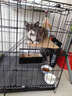 汤琪猫笼加粗便携折叠猫笼子猫别墅家用双层宠物用品猫窝猫屋龙猫笼子 黑色 850#双层 实拍图