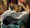 宠华仕 猫玩具逗猫棒猫咪玩具套装自动旋转蝴蝶 黄鱼小号20CM单个装 实拍图