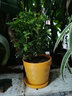 欧芽清香胡椒木植物办公室桌面绿植花卉 盆栽室内客厅 清香木3年苗【橙色螺纹盆】 含盆 实拍图