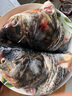 棠鲜生正宗千岛湖胖头鱼整条活鱼淡水鲢鳙大头鱼5-40斤包活到家送礼 20斤活鱼 实拍图