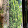 当日发】望天树 龙血竭胶囊 0.3g*24粒 剂云南西双版纳雨林 3盒【6天量 活血散瘀】 实拍图
