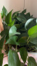 寿禾 羽衣甘蓝种子春冬季菜种耐寒食用蔬菜种孑苗播种种苗寿光种苗 羽衣甘蓝【绿色】10g装 实拍图