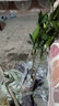春见耙耙柑树苗桔子苗盆栽地栽庭院南方北方种植橘子树苗当年结果 3年优质苗适合大量种植 实拍图