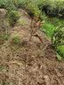 言清 正宗嫁接杨梅树苗 南方北方种植盆栽地栽果树苗庭院阳台果苗木 晚稻杨梅4年苗(当年结果) 实拍图