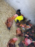 耐尔尼 大号鸡料桶 鸡料槽食槽 鸡料筒 小鸡喂食器 鸡鸭鹅鸽子自动下料槽养鸡饲料桶 鸡饲料桶（约12斤） 实拍图