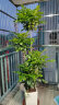 临雅幸福树客厅盆栽大型绿植办公室内好养植物大老桩平安树四季吸甲醛 晒单实拍图