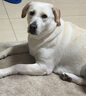 憨憨宠 狗绳狗链项圈胸背带中大型犬防爆冲狗狗牵引绳金毛狗链子遛狗绳 红黑款三件套  L号 适合38-68斤 实拍图