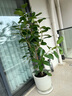 植男植女发财树步步高盆栽客厅室内大型绿色植物办公室乔迁开业源头直发 实拍图