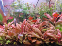 森森（SUNSUN）鱼缸过滤器壁挂过滤桶外挂式净水循环系统 7W大号壁挂过滤器 适合60cm内缸 实拍图