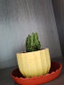 花友仙人球植物超大花卉小盆栽办公室内桌面苗多肉类盆景教师节礼品 YT黄陶瓷盆+万重山 含盆 实拍图