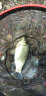 佳钓尼（JIADIAONI）伏魔典藏纳米鱼漂套装高灵敏浅水鲫鱼漂浮漂鲤鱼加粗醒目高灵敏 1-1 浅水漂 (铅1.3g 长20.5cm) 高灵敏 实拍图