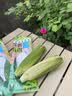 骑猴赶马漳州牛奶玉米【顺丰】生吃即食玉米新鲜采摘代餐爆浆牛奶水果玉米 【顺丰/JD】牛奶玉米 1.1斤 【2根】 【约2根】 实拍图