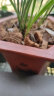 德沃多肥料兰花营养土专用15L园艺种植基质土养花土盆栽种植土蝴蝶兰墨兰土 实拍图