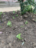 寿禾 辣椒苗大全各种椒苗小米椒寿光大型苗场菜苗朝天椒带土春蔬菜苗 七彩辣椒苗 6棵 实拍图