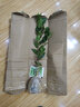 盆栽茶花苗 山茶花苗绿植花卉盆栽四季好养茶花树苗盆栽耐寒花卉观花植物室内花卉绿植开花不断 不含盆 香妃 3年苗 实拍图