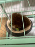 憨憨宠狗笼宠物狗狗笼子中小型犬泰迪柯基家用围栏栅栏兔子笼子用品狗窝 顶部三面置物架狗笼62款绿色 实拍图