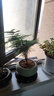 开时果 文竹盆栽桌面摆件盆景 办公室植物竹子水培绿植盆景源头直发包邮 绿色椭圆盆+苔藓+底座 实拍图