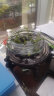 欧悟碗莲种子室内盆栽水培植物水养荷花绿植花卉风信子水仙花种球睡莲 玻璃盆水培莲花套装 实拍图