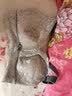 都市丽人文胸薄款乳胶内衣无钢圈超薄透气蕾丝女士大胸显小2B13A3母亲节 实拍图