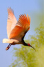 佳能 rf100-400mm F5.6-8全画幅专微镜头适用EOSR RP R5 R6 rf100-400mm F5.6-8 USM 标配 实拍图