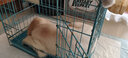 果粒之星纯种拉布拉多犬活体宠物狗拉布拉多幼犬导盲犬寻回犬大型犬 血统级 实拍图