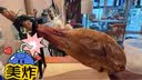 Iber Bellota西班牙火腿伊比利亚原装进口黑猪整只后腿7-8kg礼盒送礼源头直发 实拍图