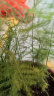九千谷水培植物文竹室内观叶植物盆栽绿植花卉含玻璃瓶竹托源头直发8160 晒单实拍图