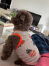 阿莫尔小狗狗猫咪衣服夏季薄款泰迪比熊博美背心宠物小型幼犬透气防掉毛 胡萝卜（夏季） XL 建议9-12斤 背长37cm 实拍图