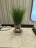易囍艺 水培巴西木幸运木格鲁特创意绿植盆栽室内好养办公桌面植物 长草娃娃1个+1底托 规格 实拍图