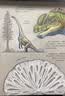 动物大发现手绘科普翻翻书：恐龙世界（欧洲生物学家联手知名插画家手绘科普，逼真铅笔画复现远古恐龙界！）   实拍图