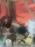 卡奇鱼 淡水除藻观赏螺 蜗牛活体 吃褐藻 黑毛清缸吃垃圾清洁鱼缸工具螺 苹果螺15只（0.5-1cm） 实拍图