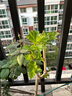 欧悟【买2颗送1颗】嫁接车厘子树苗大樱桃树苗盆栽果树苗木南北方种植 脆甜柿子树苗 6年苗当年结果 实拍图