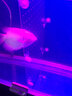 森森鱼缸隔离板透明挡板水族箱非亚克力隔板可随意裁剪不弯曲不变形 透明40*60cm（带12个固定吸盘扣） 实拍图