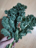 绿食者 新鲜羽衣甘蓝 绿叶甘兰芥蓝菜kale 西餐色拉沙拉菜 健康轻食蔬菜 1斤 实拍图