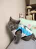 咪贝萌宠物狗狗猫咪衣服春夏装薄款背心可爱夏天小狗泰迪小型犬博美比熊 白蓝10号阿根廷队 XS-胸背28CM（建议1.3-2.4斤） 实拍图
