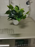 礼赫家饰仿真绿萝盆栽绿植套装塑料花家居室内客厅茶几绿叶阳台装饰品摆件 小号绿色绿萝+1号盆套装 实拍图