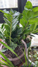 亚招金钱树大盆栽室内客厅钱串子招财植物四季常青大型绿植摇钱树盆景 35-45cm高6-7根整盆发货 不含盆 实拍图