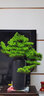 朴记 禅意新中式仿真迎客松艺术品摆件客厅酒店玄关办公桌软装室内创意陶瓷盆景家居根雕桌面装饰品 崖柏迎客松组合 实拍图