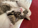 福派斯大袋猫粮幼猫成猫三文鱼通用天然粮英短美短猫粮高蛋白全价 三文鱼通用猫粮 10kg 实拍图