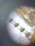 晶胜达儿童显微镜配件生物标本切片科普套装昆虫动物植物组织细胞标本 【玻片升级款】200片盒装 实拍图
