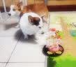 果思萌 宠物狗狗生日猫咪蛋糕手工自制泰迪金毛柯基宠物零食定制含头像 4寸牛肉（不含头像） 实拍图