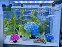 长锐侧滤鱼缸桌面办公室免换水生态水草超白水族箱 K400加热版【长41 宽22 高29】 实拍图