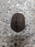 招财金钱乌龟 三线闭壳大龟黄缘龟南石龟稀有宠物小乌龟苗活物 4—5cm  南石金龟 情侣2只装 实拍图