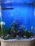 喜灏欧式双圆形生态金鱼缸水族箱中型创意客厅家用免换水屏风鱼缸定制 102x50x138（带一键换水） 实拍图