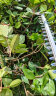 普朗德（PUANGD）充电式双刃绿篱机电动绿篱修剪机便携式公路绿化带园林修枝锯 晒单实拍图