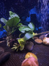 异景园鱼缸水族箱造景水榕沉木活体水草淡水无土植物后景真水草净水增氧 单头小水榕沉木 实拍图