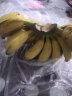 青惠悠广西小米蕉新鲜自然熟糯米香蕉绿皮珍珠芭蕉热带水果海南皇帝焦 9斤净重(约45-60根) 晒单实拍图