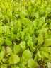 意大利生菜种子大全水培四季生菜种籽孑农家春夏秋冬季菜籽种南方 意大利生菜种子两包 实拍图