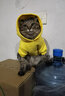 憨憨宠 猫衣服狗狗衣服宠物猫咪衣服冬季幼猫成猫两脚搞笑变身装布偶蓝猫英短泰迪衣服猫咪用品 小黄鸭款 L码 建议7-10斤以内宠物 实拍图