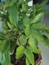 月娥平安树盆栽大型绿植花卉小树苗室内客厅办公室植物盆栽 50cm平安树 不含盆 晒单实拍图